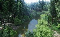Oak Forest Environment