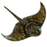 Animated Ray
