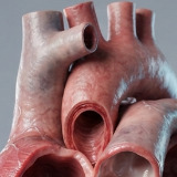 Motion open Heart
