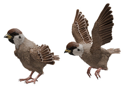 Sparrow Feathered