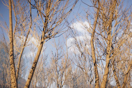 Mobile Winter Tree Pack 4