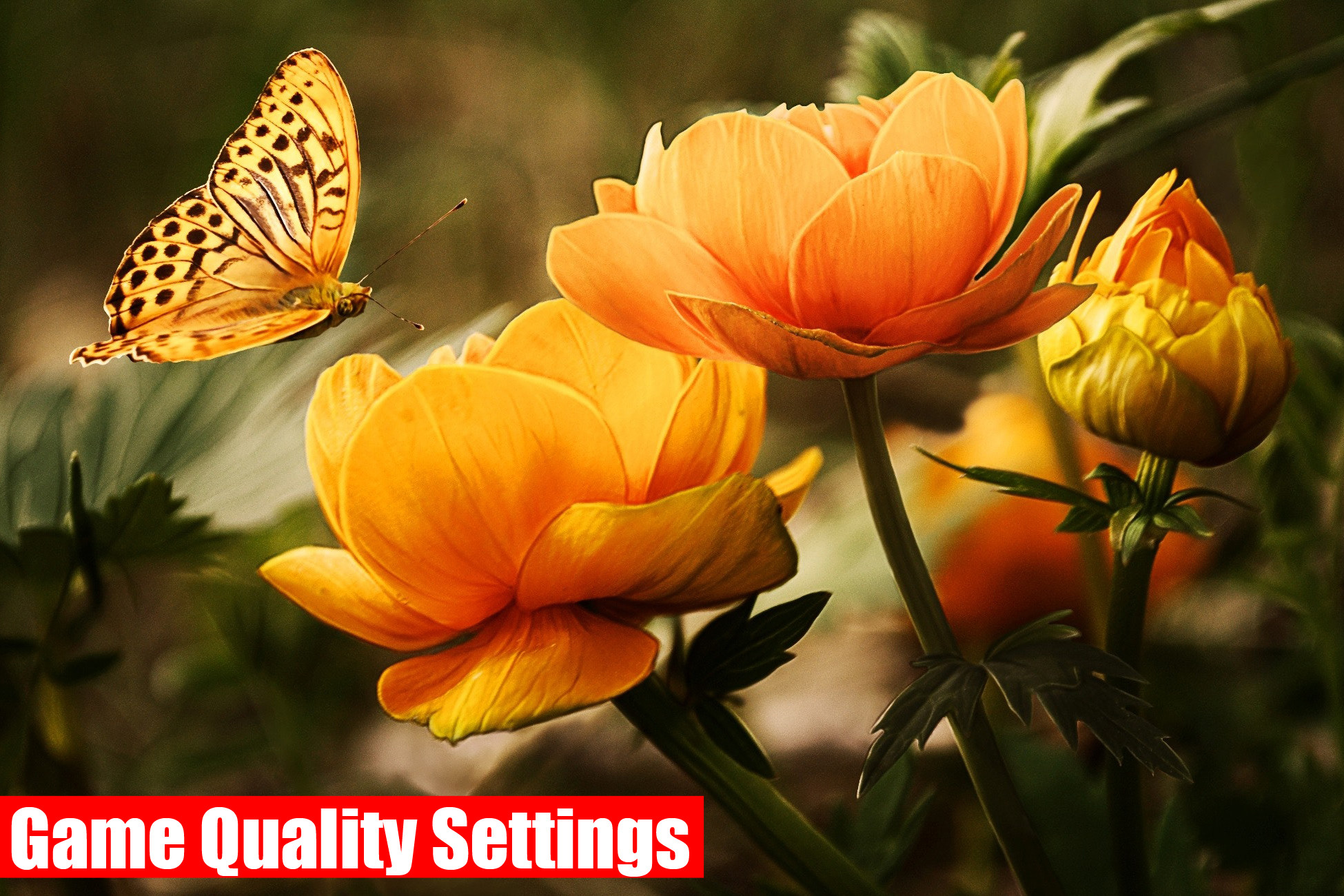Game Quality Settings, image 1
