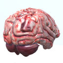 Realistic Human Organs