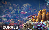 Corals