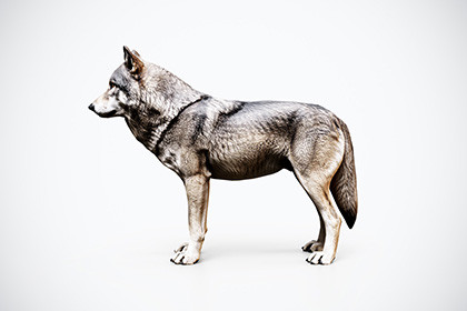 Rigged Wolf – Game-Ready 3D Animal Model