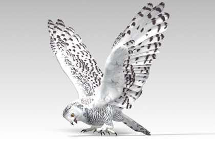 Snowy Owl - Animated Low Poly 3D