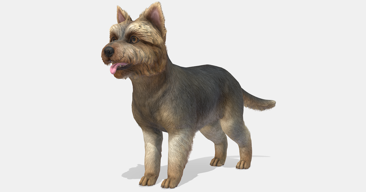 Dog - Yorkshire Terrier | Characters | Unity Asset Store