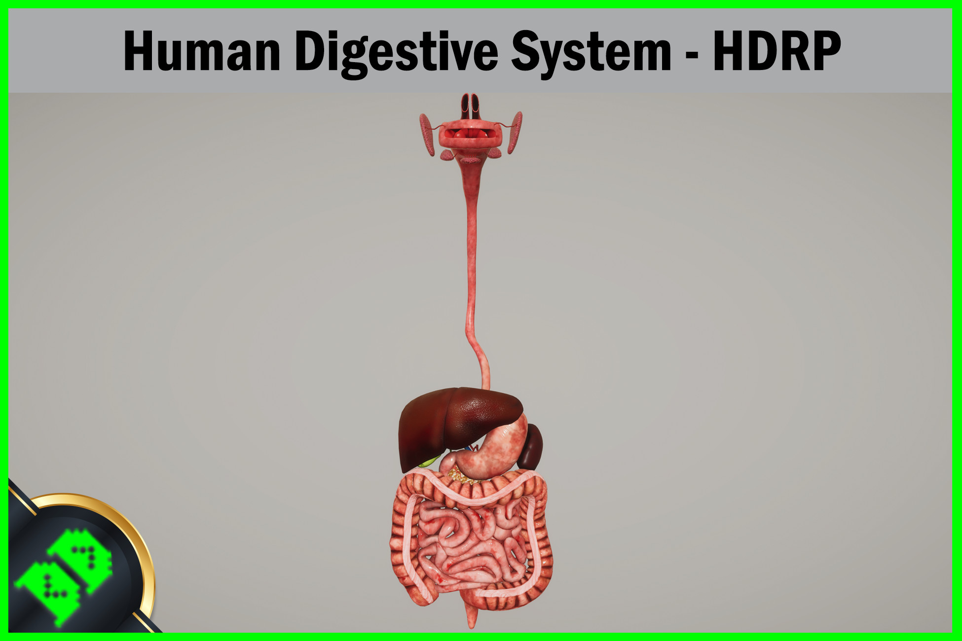 Human Digestive System - HDRP | 3D Humanoids | Unity Asset Store