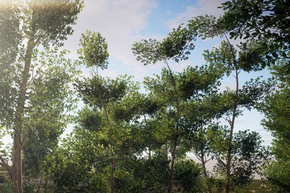 Realistic Tree Pack 6 (for HDRP)