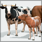 Cow family