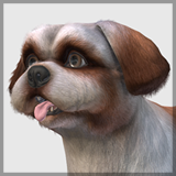 Dog - Shih Tzu