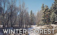 Winter Forest Environment