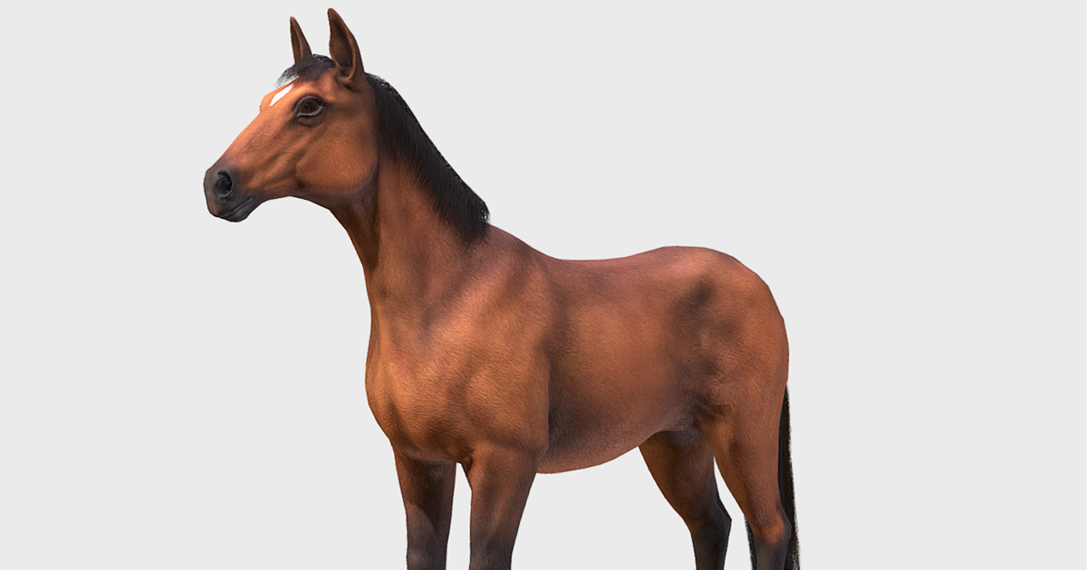 Horse realistic | 캐릭터 | Unity Asset Store