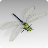 Dragonfly Animated