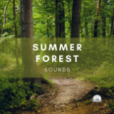 Summer Forest Sounds