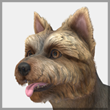 Dog - Yorkshire Terrier