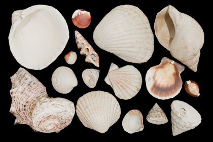 SeaShells Pack Vol 1