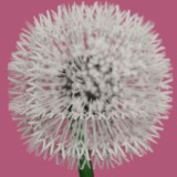 Low Poly Flowers