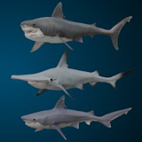 Animated Sharks Bundle