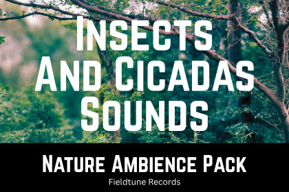 Forest Ambience with Cicadas and Insects