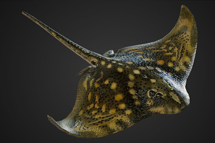 Animated Ray