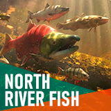 North river fish - large pack