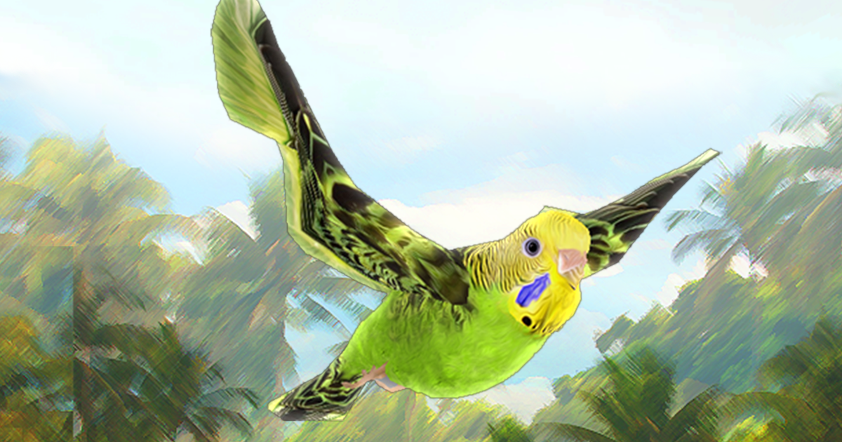 Bird Flock Parakeet | Characters | Unity Asset Store