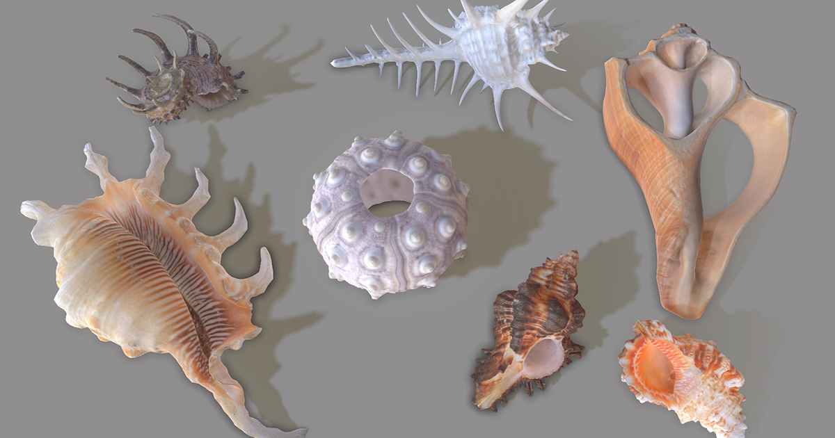 Sea Shell Sprites 7 Sea Shells | Characters | Unity Asset Store