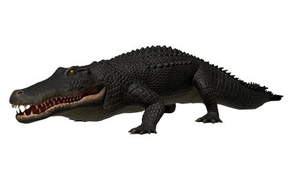 Black Alligator