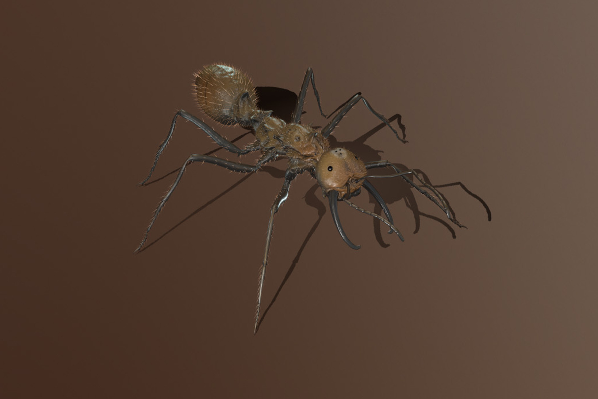 Ant Soldier | Characters | Unity Asset Store