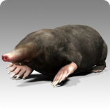 Mole