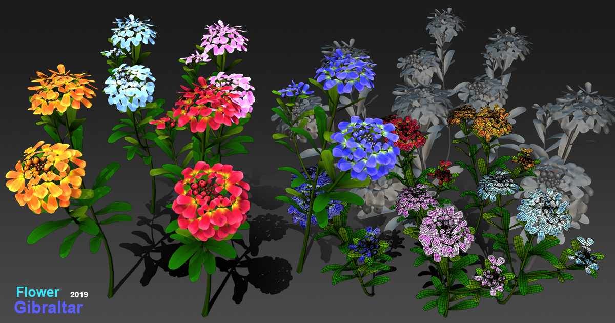 Flower Gibraltar | 3D Flowers | Unity Asset Store
