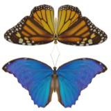 Animated Butterfly Pack (10 Wing Colors)