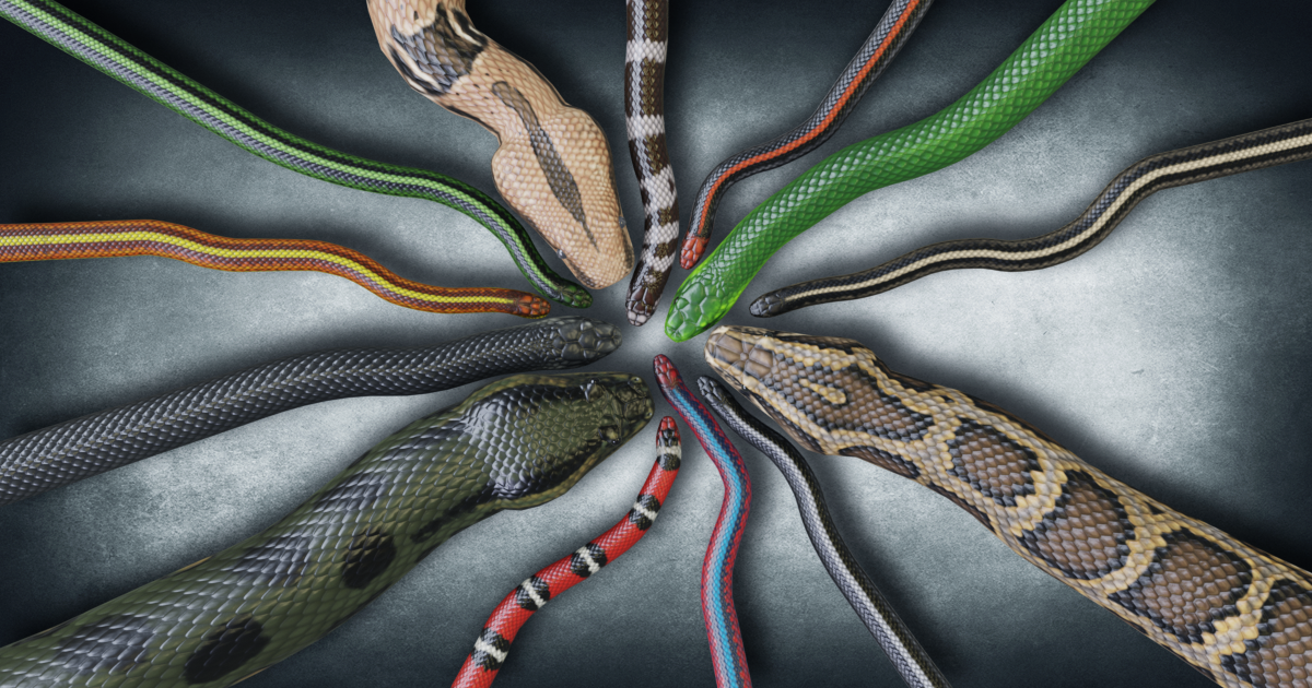 Unity Store Snake Animated Snakes PBR Ultimate Volume 1 | Characters | Unity Asset Store