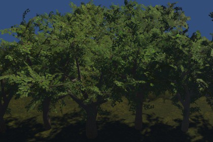 World Trees - Temperate Forest