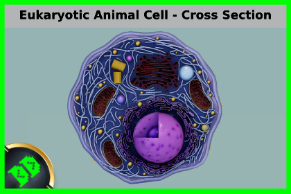Eukaryotic Animal Cell - Cross Section