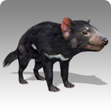 Tasmanian Devil Animated