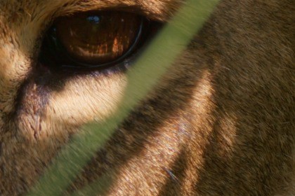 Epic African Hybrid Music Pack Vol2