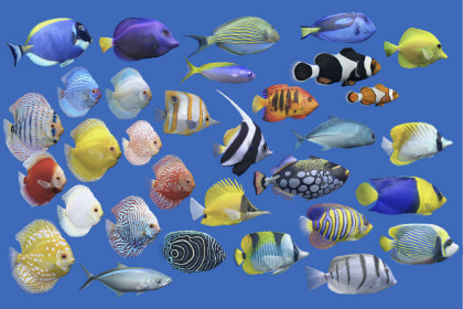 Fish Pack 32