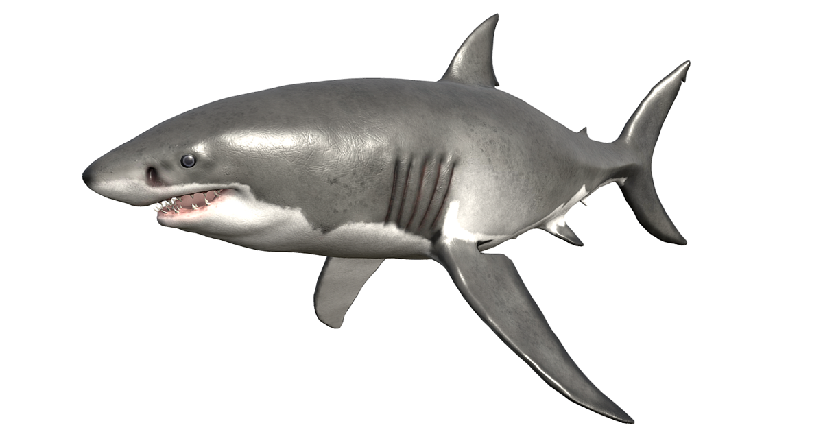White Shark | Characters | Unity Asset Store