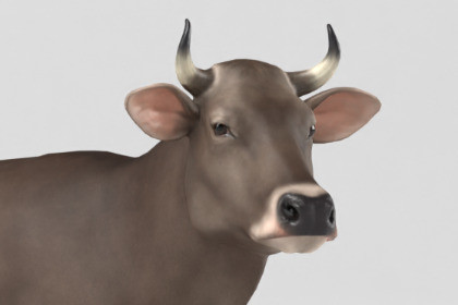 Braunvieh Cow