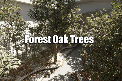 Forest Oak Trees