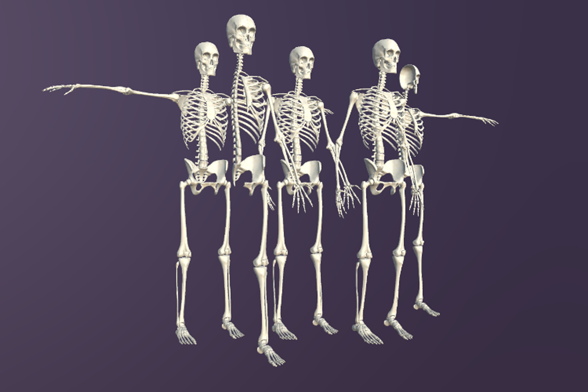 Human Skeleton Skull Skeletal Humanoid Male Female Bone System Anatomy ...