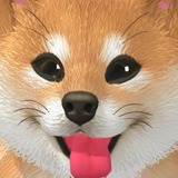 Cute Dog - Shiba Inu
