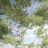 Mobile White Birch Tree