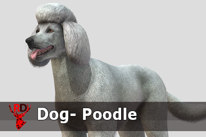 Dog - Poodle