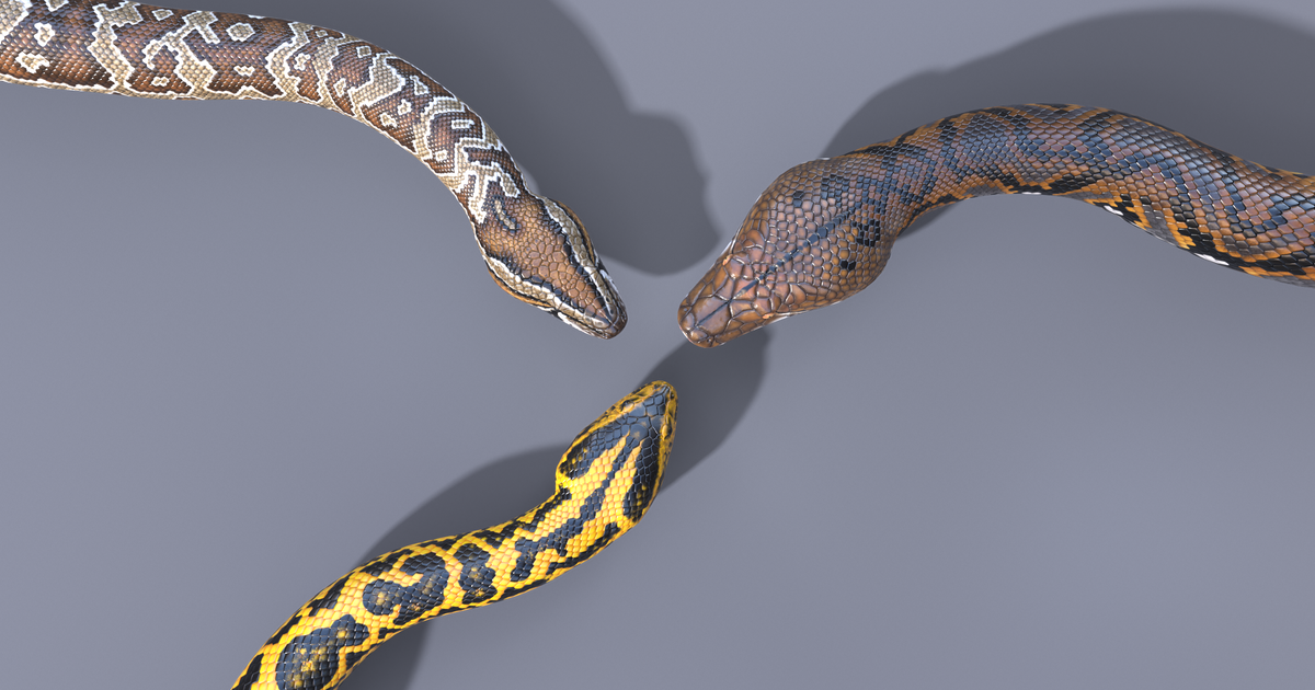 Animated Pythons Volume 3 | Characters | Unity Asset Store