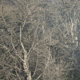 Winter Tree Bundle (Mobile)