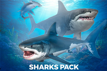 Sharks Pack