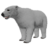 Polar Bear (Fur)